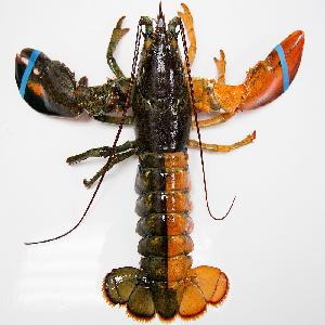 easter island spiny lobster (panulirus pascuensis)