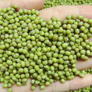 Green Mung Beans for sale Whole sale prices