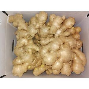 Fresh Ginger from Vietnam