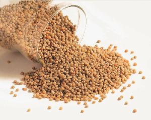 Hot Sale 99% Purity White Sorghum for Bird