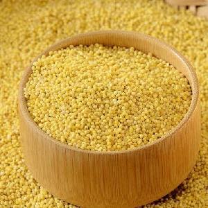 New Crop Bulk White Millet Supplier