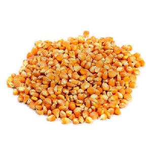 Yellow corn/ Maize affordable price