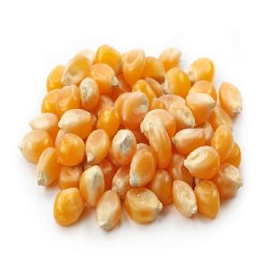 yellow corn yellow Maize Product of Thailand