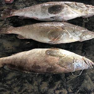 Hot sale frozen red grouper fish
