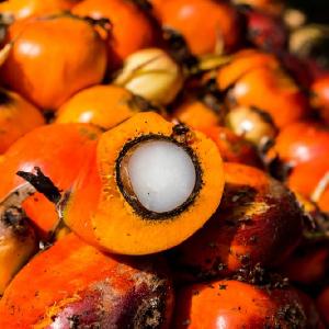  hydrogenated   palm  oil ,high quality  palm  oil