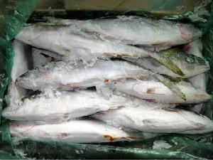 FROZEN YELLOW TAIL FISH WR