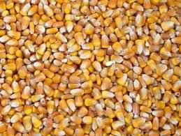 USA Yellow Corn/Maize/Animal Feed Premium Quality