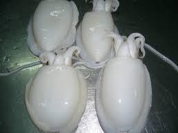 wholesale frozen food baby cuttlefish whole clean