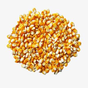 Dry Maize/Dried Yellow Corn/Dried Sweet Corn Best Price Competitive Price