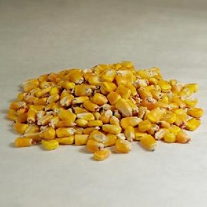 Non GMO Yellow maize/corn