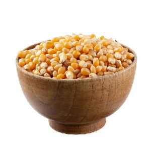 YELLOW CORN MAIZE FOR SALE GMO AND NON GMO