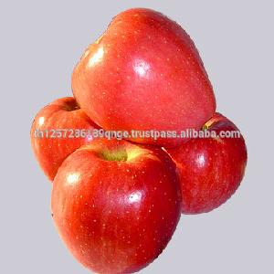 Wholesale new red star apple