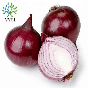 Best Quality !!! New Crop Fresh Red Onion and Yellow Onions