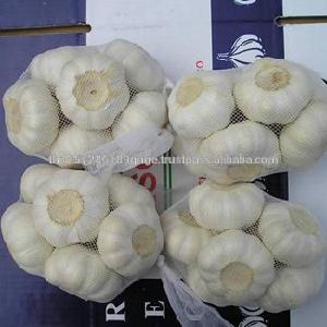 Fresh Pure white Garlic in 10kg carton at good prices