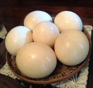 Organic Fresh Chicken Table Eggs & Fertilized Hatching Eggs, White and Brown eggs