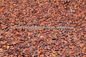 Quality Dried cocoa bean from Africa