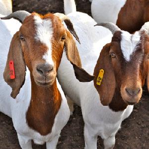 Livestock Full Blood Boer Goats for sale 2015