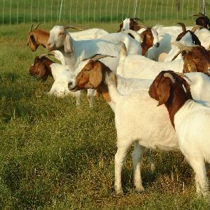 Livestock Full Blood Boer Goats for sale