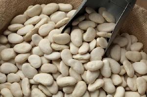 HOT SELLING white kidney beans / butter bean / white bean