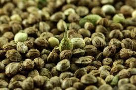 Hot selling hemp seeds/powder for sport nutrition/wholesale agricultural hemp seeds