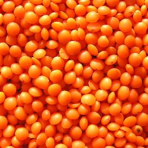 High Quality Bulk Dried Lentils Red Lentils Green Lentils