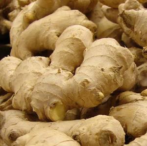 Wholesale organic fresh ginger price
