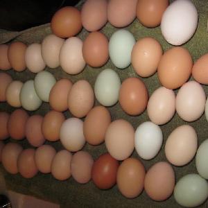 top quality Fresh Chicken Table Eggs & Fertilized Hatching Eggs, White and Brown eggs hot selling