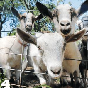 Healthy Alpine  dairy   goat s for sale