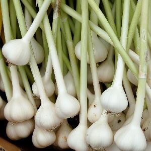 Best quality Big Size Fresh And Dry white Garlic