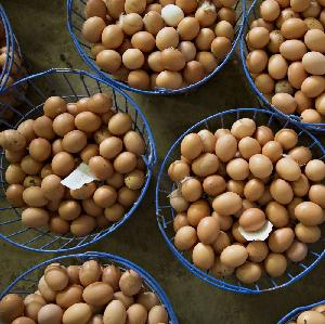 Best Quality Organic Fresh Chicken Table Eggs & Fertilized Hatching Eggs At Affordable Prices
