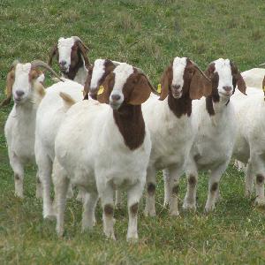 Full Blood Boer Goats for sale