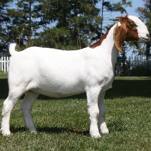 Top Quality Livestock Full Blood Boer Goats for sale