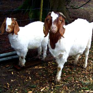 First Grade Boer Goats for sale at affordable prices