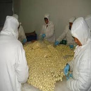 Premium Quality Package Fresh Vacuum Packed Buyer Peeled Garlic by Thai Herbal Medical Doctor