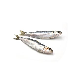 Chinese Frozen Ocean Whole Round Sardine Factory