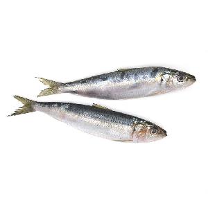 frozen sardine for fishing bait/sardinella longiceps,China jx price  supplier - 21food