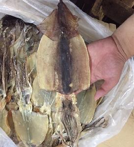 Good Taste Frozen Equator Dried Squid