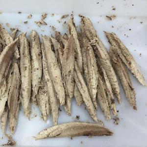 taiwan frozen whole round stripped bonito fish