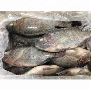 New Season  Frozen   Whole   Round   Tilapia  Fish Price