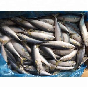 New Season Pacific Mackerel Frozen Mackerel Price