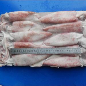 Good Price Froen Loligo Squid Whole Round in Loligo