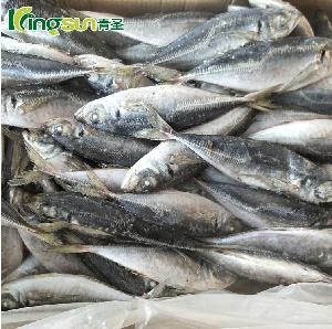 Frozen Horse Mackerel Trachurus Japonicus atlantic horse mackerel