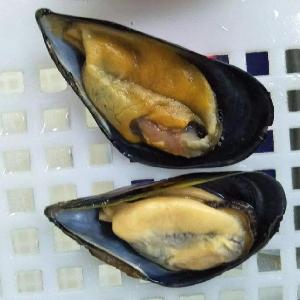 Low Price Frozen Half Shell Mussel