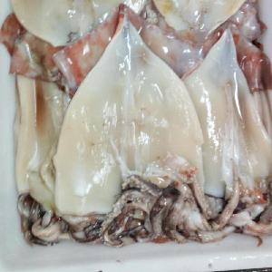 Korea Market Frozen Skinless Squid Fillet