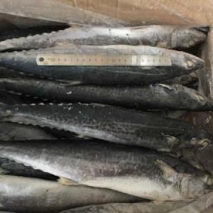 New Season Frozen Spanish Mackerel Whole Round