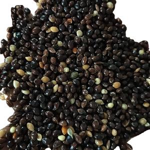 2020 crop  white  / yellow  /black / red  millet  for bird feed