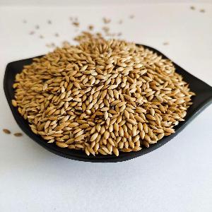 canary seed suppliers