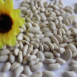 Bean crop best natural white kidney beans for food