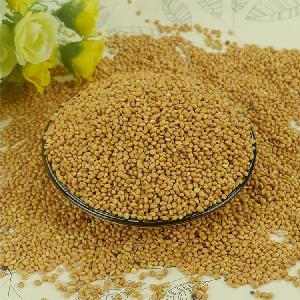 New Crop 2019 Yellow Broom Corn Millet