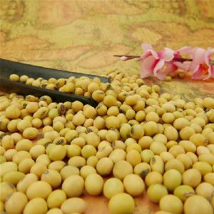 Yellow soya bean soybean sprouting grade&food grade